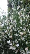 Image of white spanishbroom