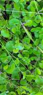 Image of Centella eriantha (Rich.) Drude