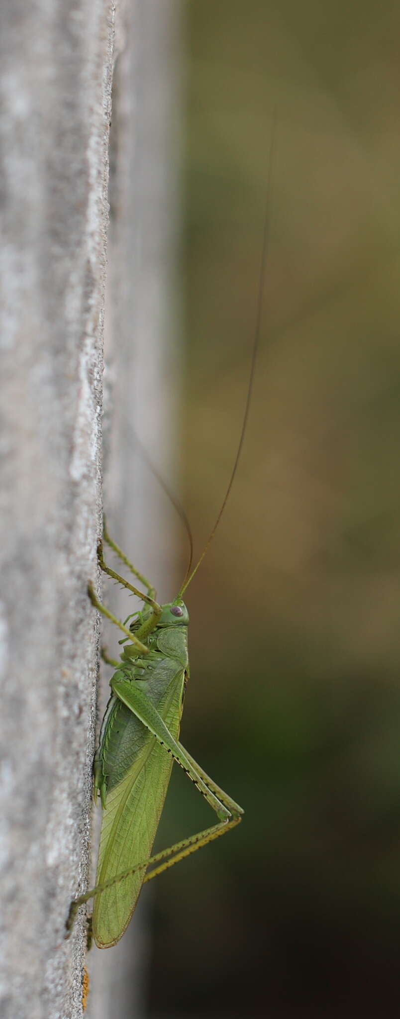 Sivun Tettigonia caudata (Charpentier 1845) kuva