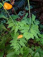 Image of Welsh Poppy