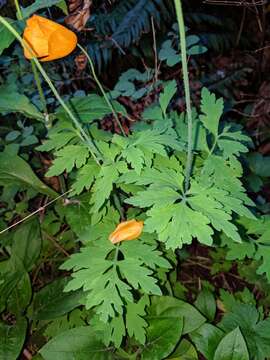 Image of Welsh Poppy