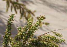 Image of four-stamen tamarisk