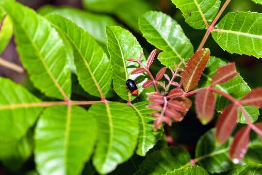 Image of Shiny Flea Beetle