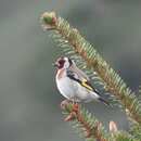 Слика од Carduelis carduelis colchica Koudashev 1915