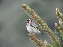 Carduelis carduelis colchica Koudashev 1915的圖片