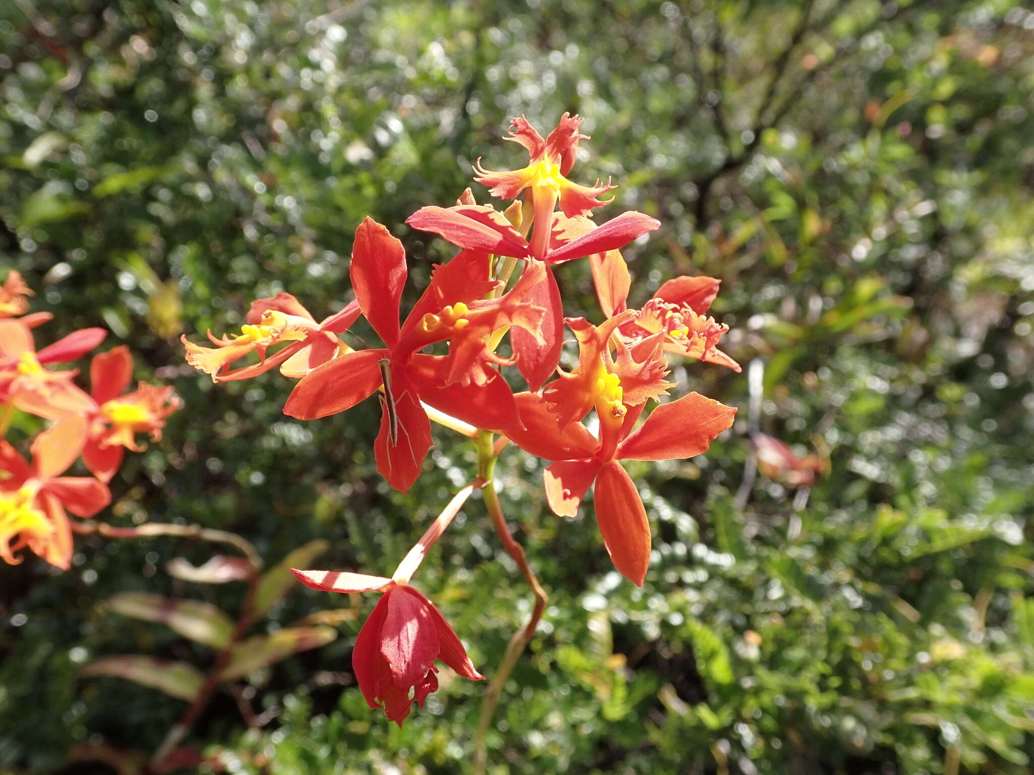 Plancia ëd Epidendrum obrienianum Rolfe