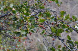 Image of Ribes heterotrichum C. A. Mey.