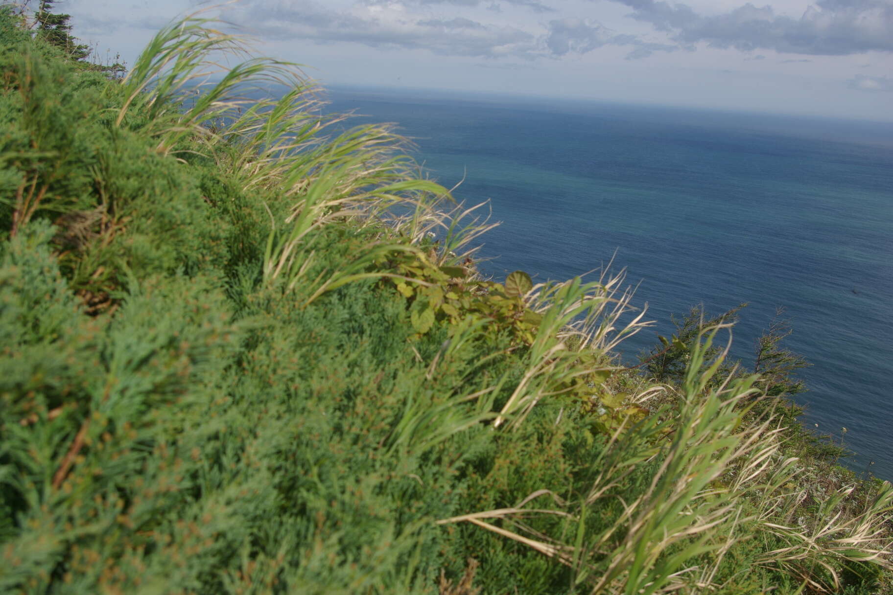 Juniperus chinensis var. sargentii A. Henry resmi