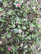 Image of Paraguayan purslane