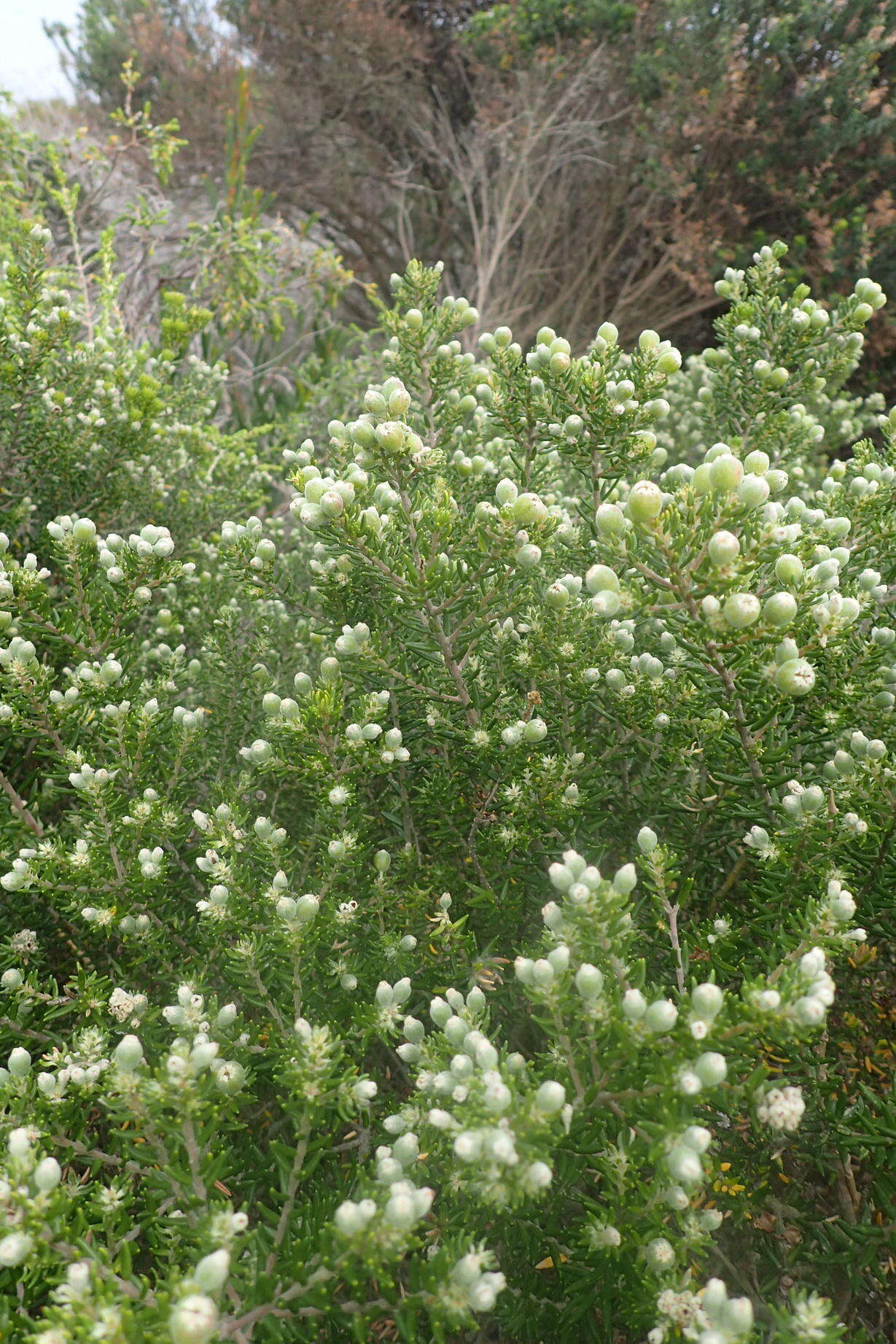 Image of Phylica axillaris var. maritima Pillans