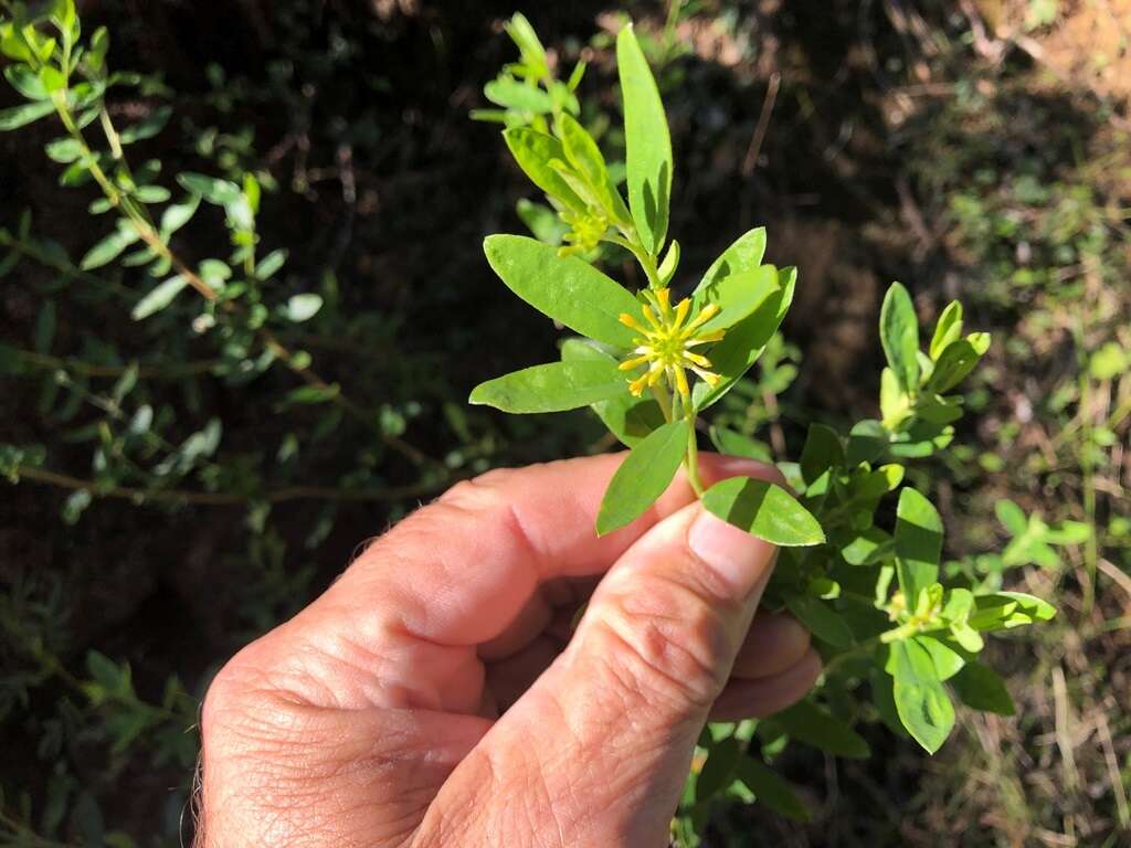 Image of Pimelea neoanglica S. Threlfall