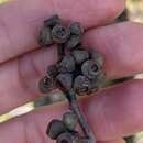 Image of Eucalyptus conglomerata Maiden & Blakely