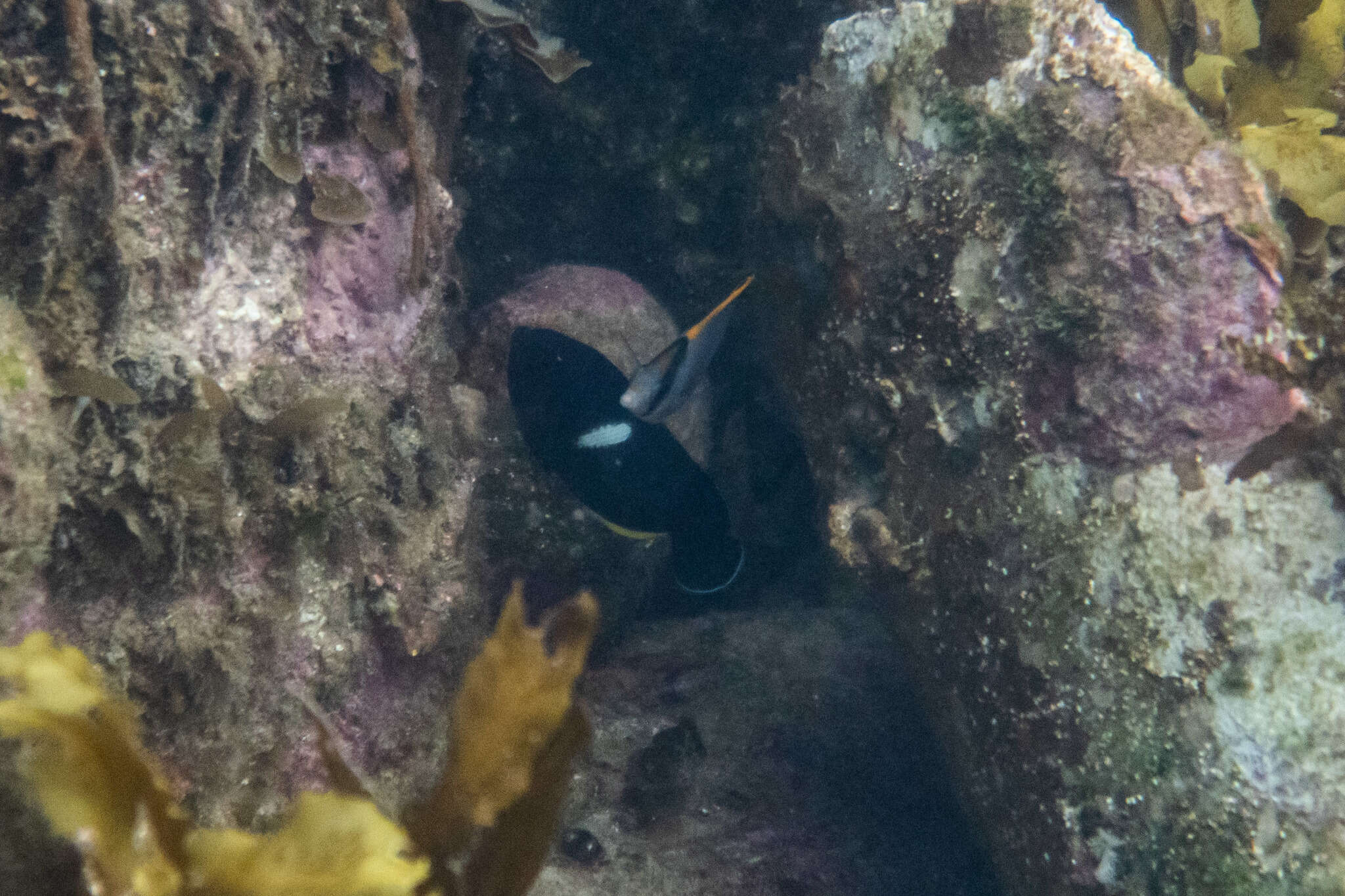 Image of Black Angelfish