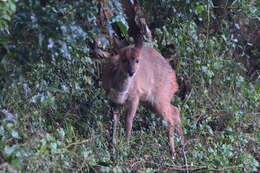 Imagem de Tragelaphus sylvaticus