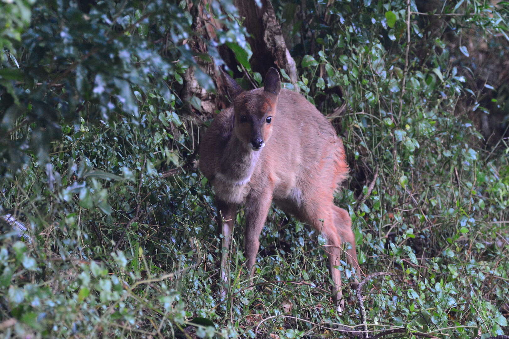 Image of Tragelaphus sylvaticus