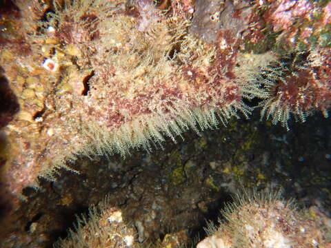 Image of Sertularella mediterranea Hartlaub 1901