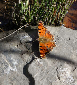 Image of <i>Polygonia <i>egea</i></i> egea