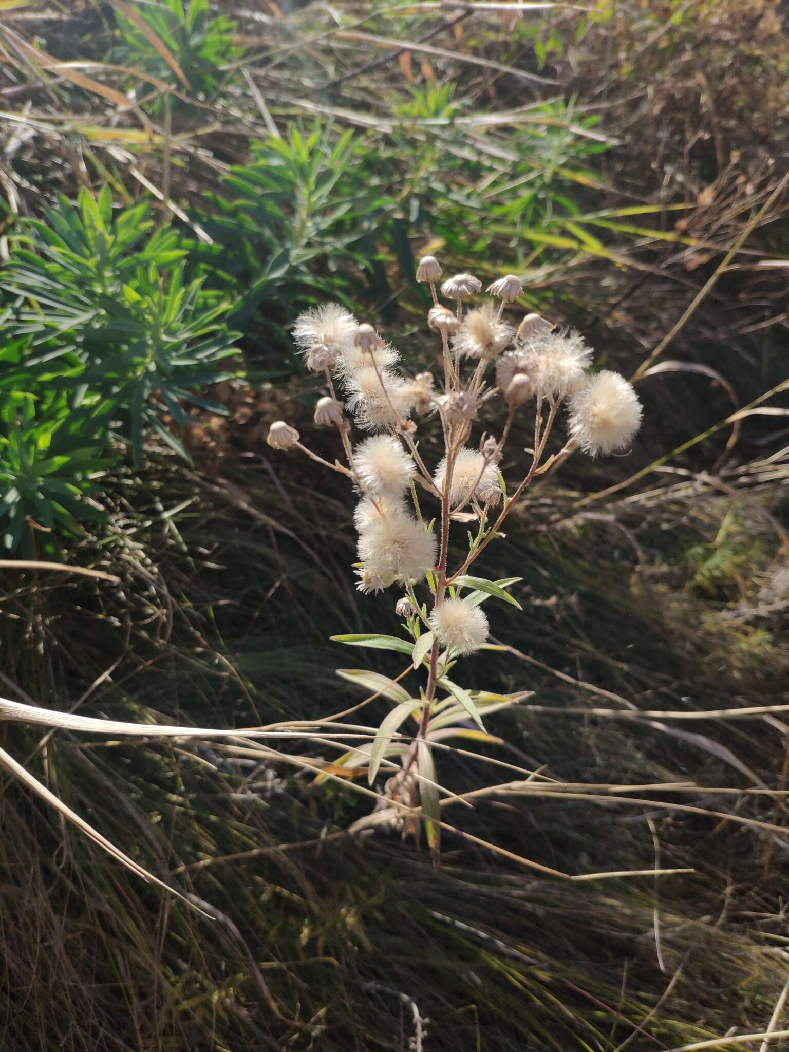 Plancia ëd Erigeron acris subsp. podolicus (Bess.) Nym.