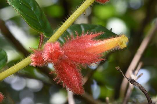 Image of Columnea laciniata