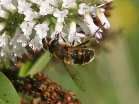 Imagem de Eristalis tenax (Linnaeus 1758)