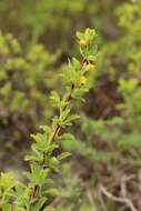 Image of Berberis sibirica Pall.