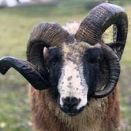 Image of Domestic Sheep