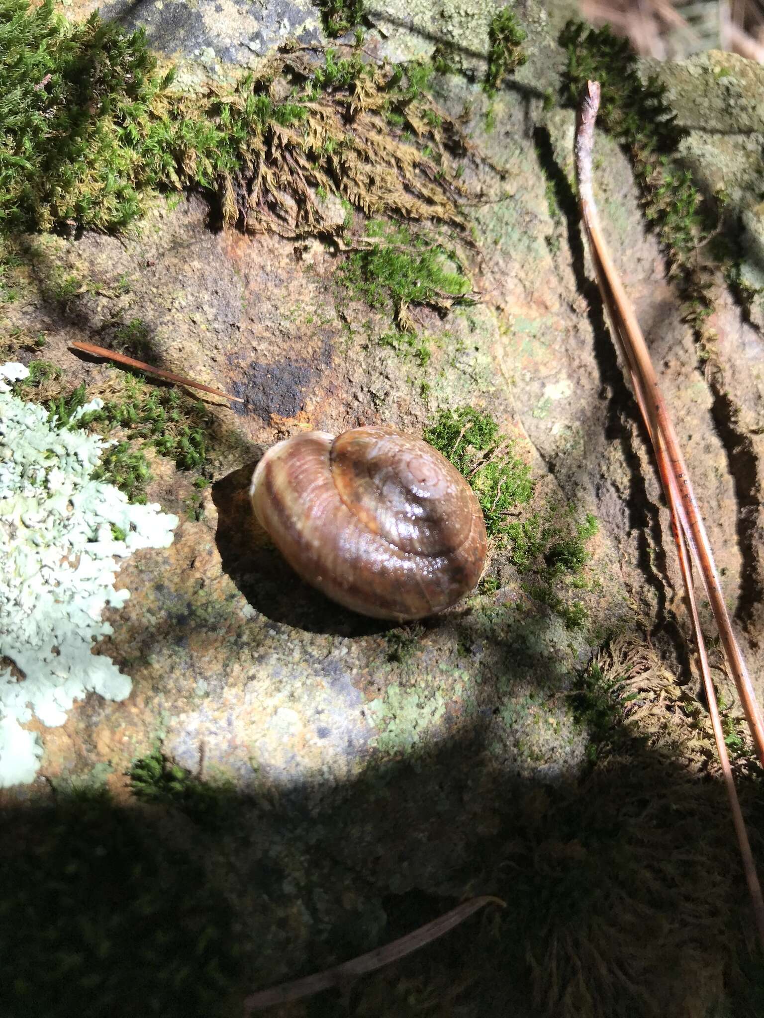 Image of <i>Monadenia troglodytes</i> Hanna & A. G. Smith 1933