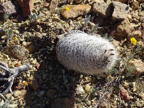 Image of Big Bend foxtail cactus