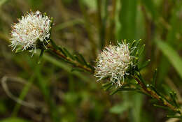 Image of Agathosma gonaquensis Eckl. & Zeyh.