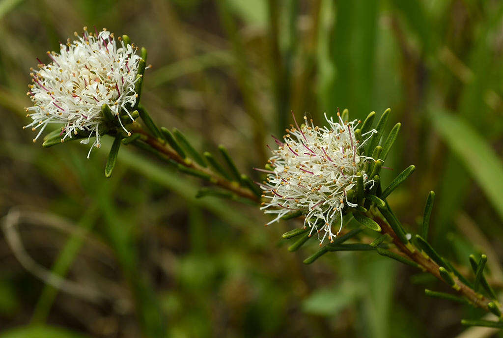 Image of Agathosma gonaquensis Eckl. & Zeyh.