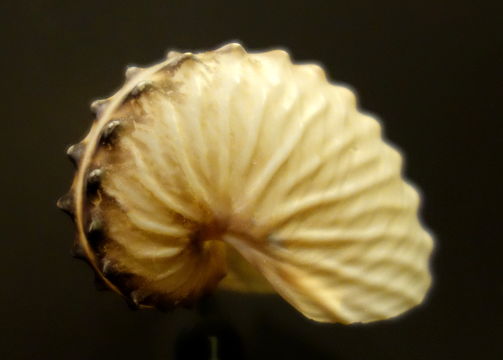 Image of Brown Argonaut