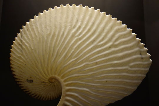 Image of Argonaut