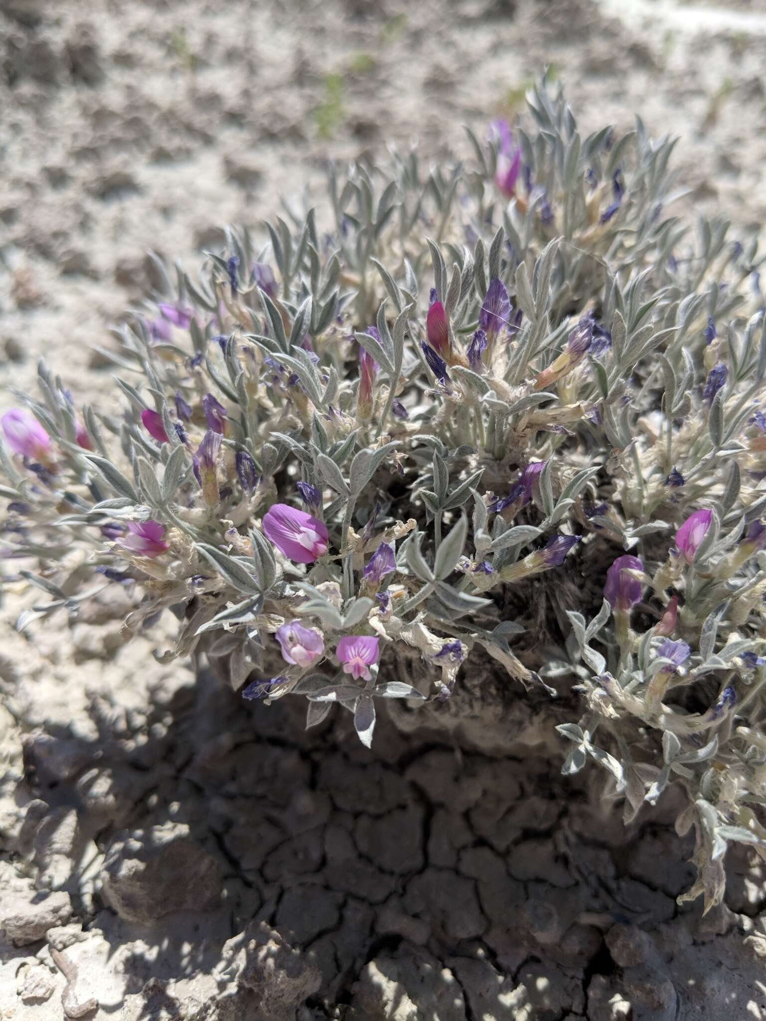 Image of Barr's milkvetch