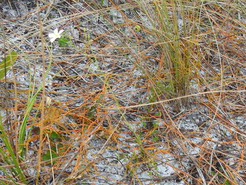 Image of shortleaf rose gentian