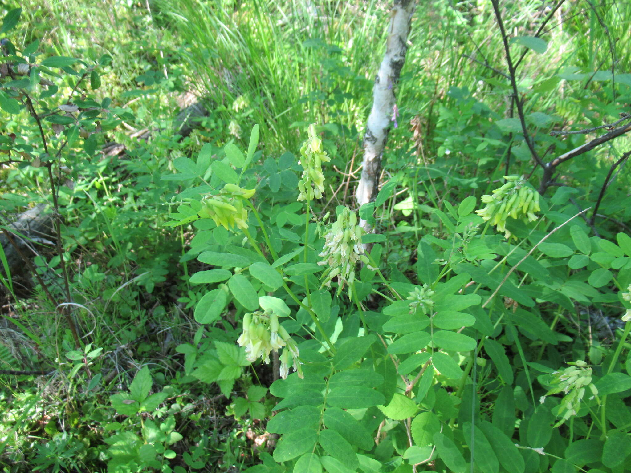 Imagem de Astragalus frigidus (L.) A. Gray