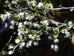 Image of Nematolepis ovatifolia (F. Müll.) Paul G. Wilson