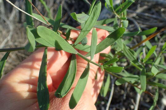 Image of Heliophila linearis (Thunb.) DC.