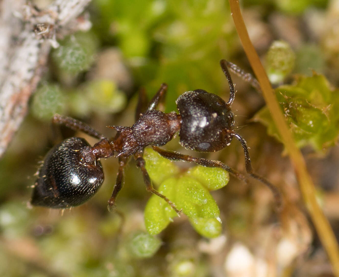 Image of Crematogaster coarctata Mayr 1870