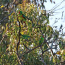 Lathamus discolor (Shaw 1790) resmi