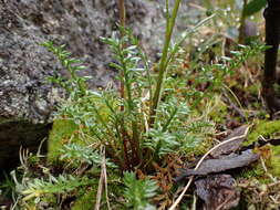 Image of Brachyscome nivalis F. Müll.