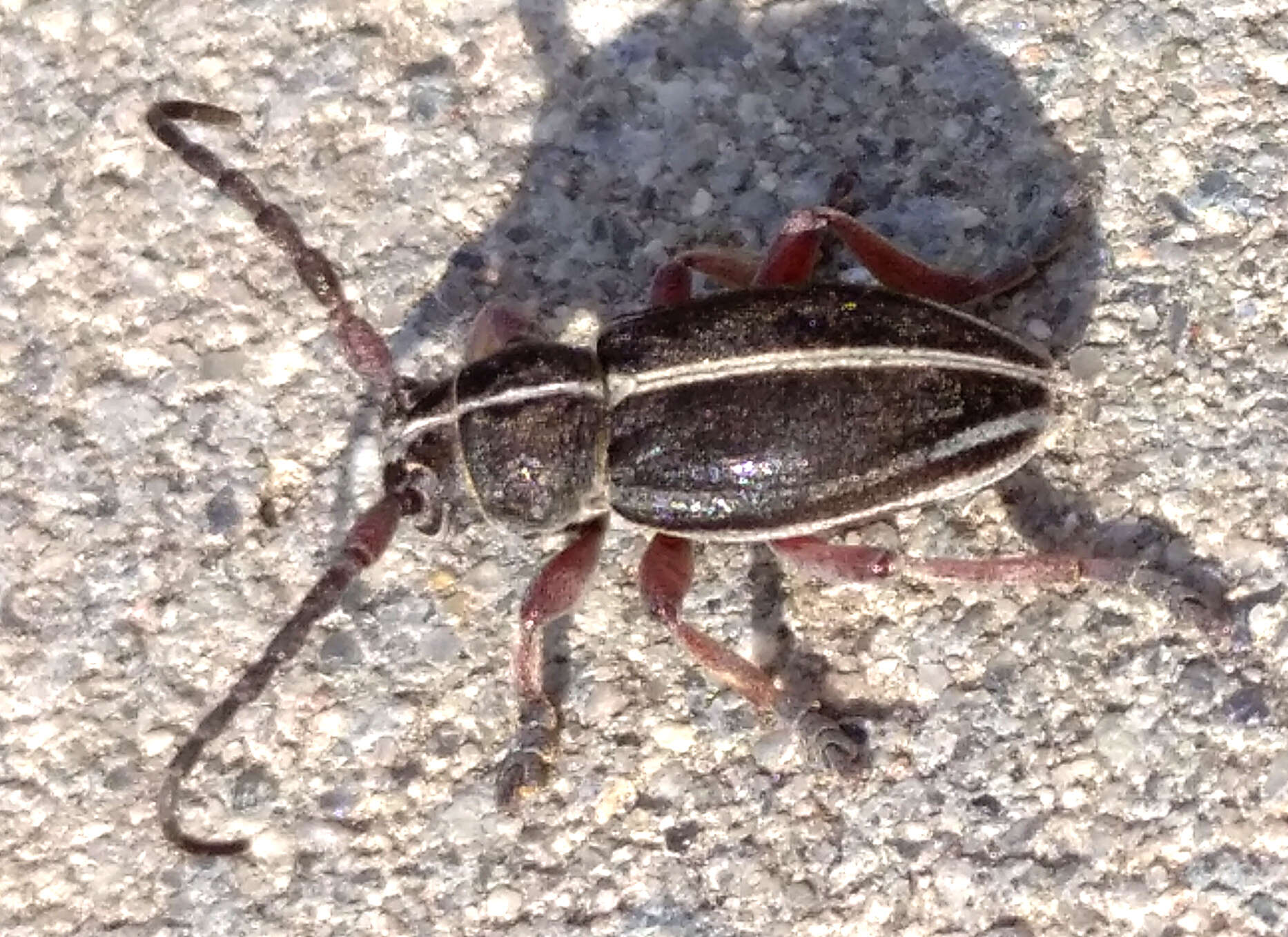 Image of Dorcadion (Cribridorcadion) tauricum Waltl 1838