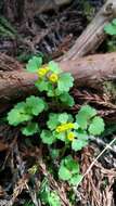 Plancia ëd Chrysosplenium pilosum var. sphaerospermum (Maxim.) Hara