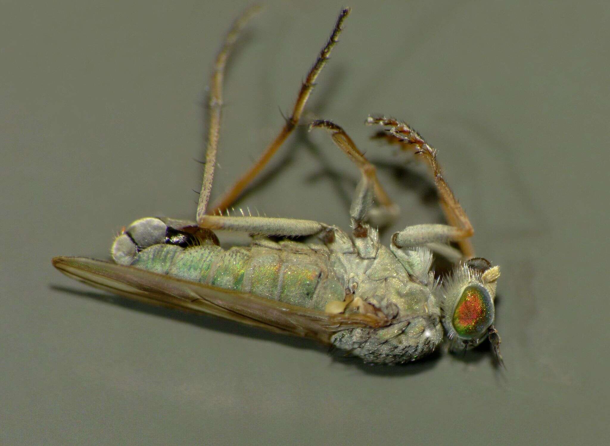 Image of Scorpiurus aramoana