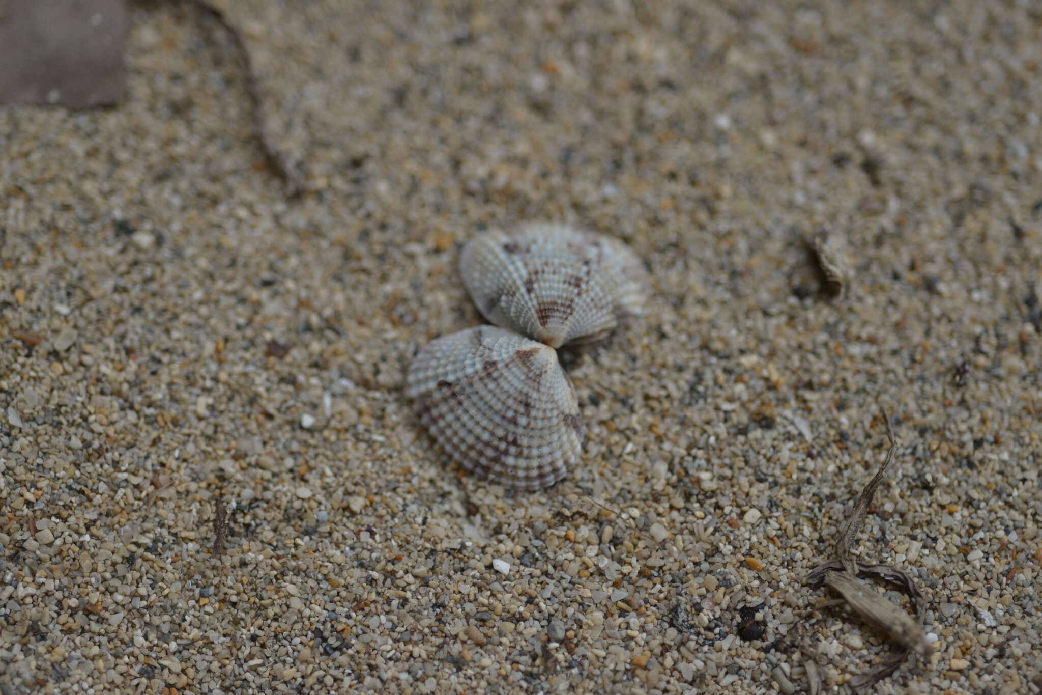 Image of Timoclea marica (Linnaeus 1758)