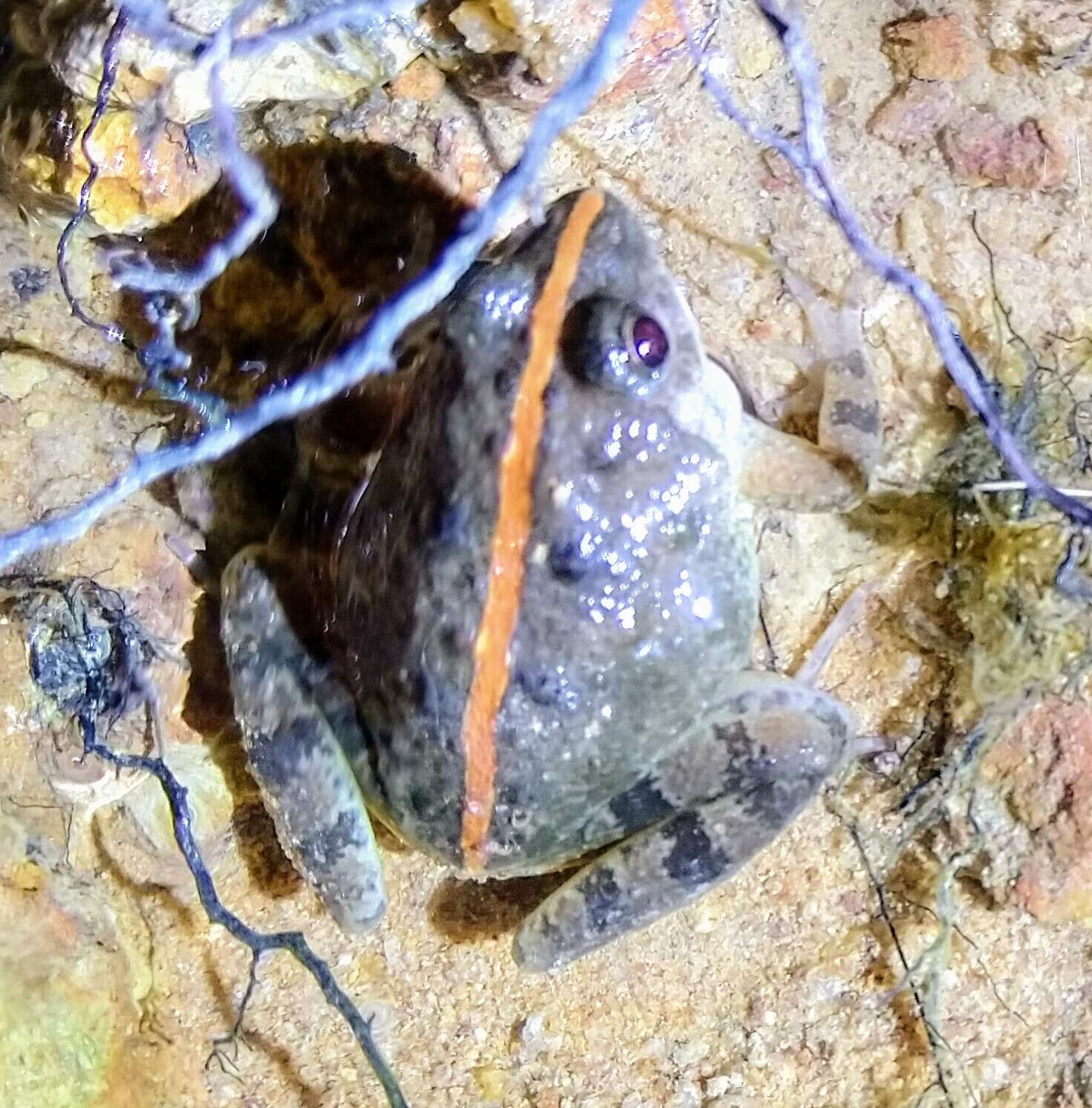 Image of Natal Dwarf Puddle Frog