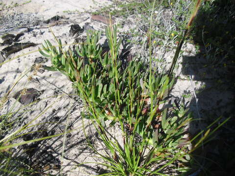 Image of Tetraria nigrovaginata (Nees) C. B. Clarke