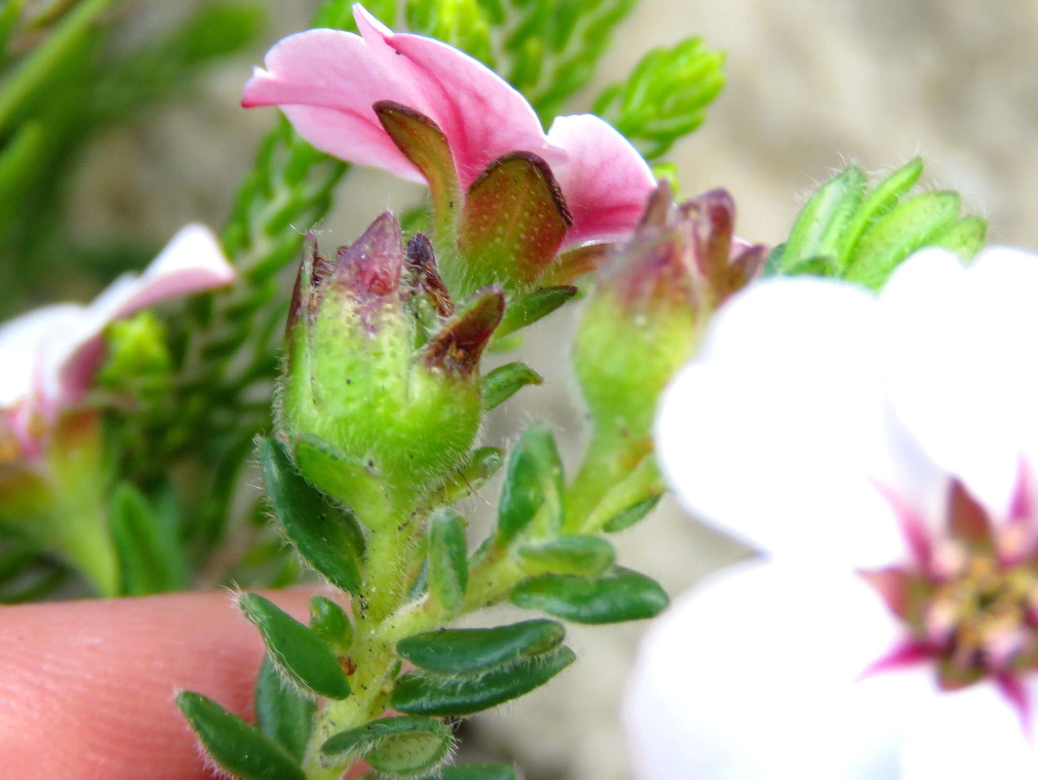 Image of Adenandra uniflora (L.) Willd.