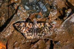 Image of Noctuana diurna Butler 1870