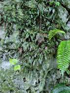 Image of Asplenium dentatum L.