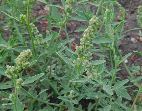 Chenopodium incanum (S Wats.) Heller的圖片